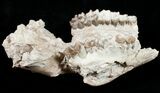 Partial Oreodont (Merycoidodon) Skull - Nebraska #10749-2